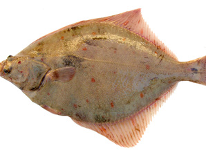 Камбала - диетичната риба