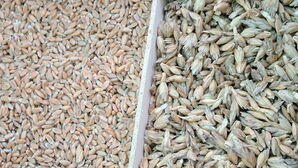 Спелта - предшественикът на хлебната пшеница