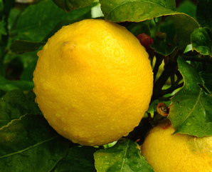 Тайните на перфектната лимонада