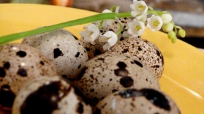 Пъдпъдъчи яйца - ползи за здравето