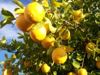 Съветите на Люба: Използвайте лимоните докрай