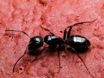 Масло от яйца на мравки спира окосмяването
