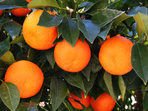Портокали - натуралните лечители