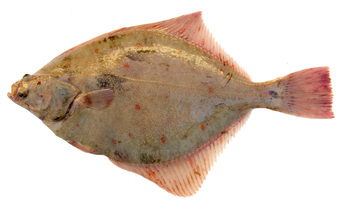Камбала - диетичната риба