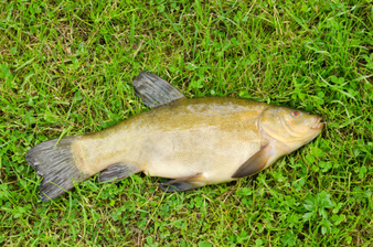 Лин - риба от семейство Шаранови