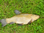Лин - риба от семейство Шаранови