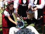 Българските сортове грозде - за чудно вино