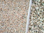 Спелта - предшественикът на хлебната пшеница