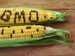 8-те най-страшни ГМО продукта
