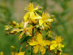 Жълт кантарион - най-често срещаната билка