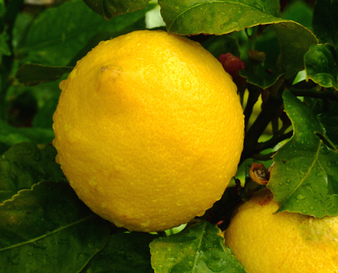 Още малко неподозирани ползи на лимона