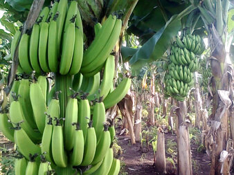 Отслабваме със зелени банани